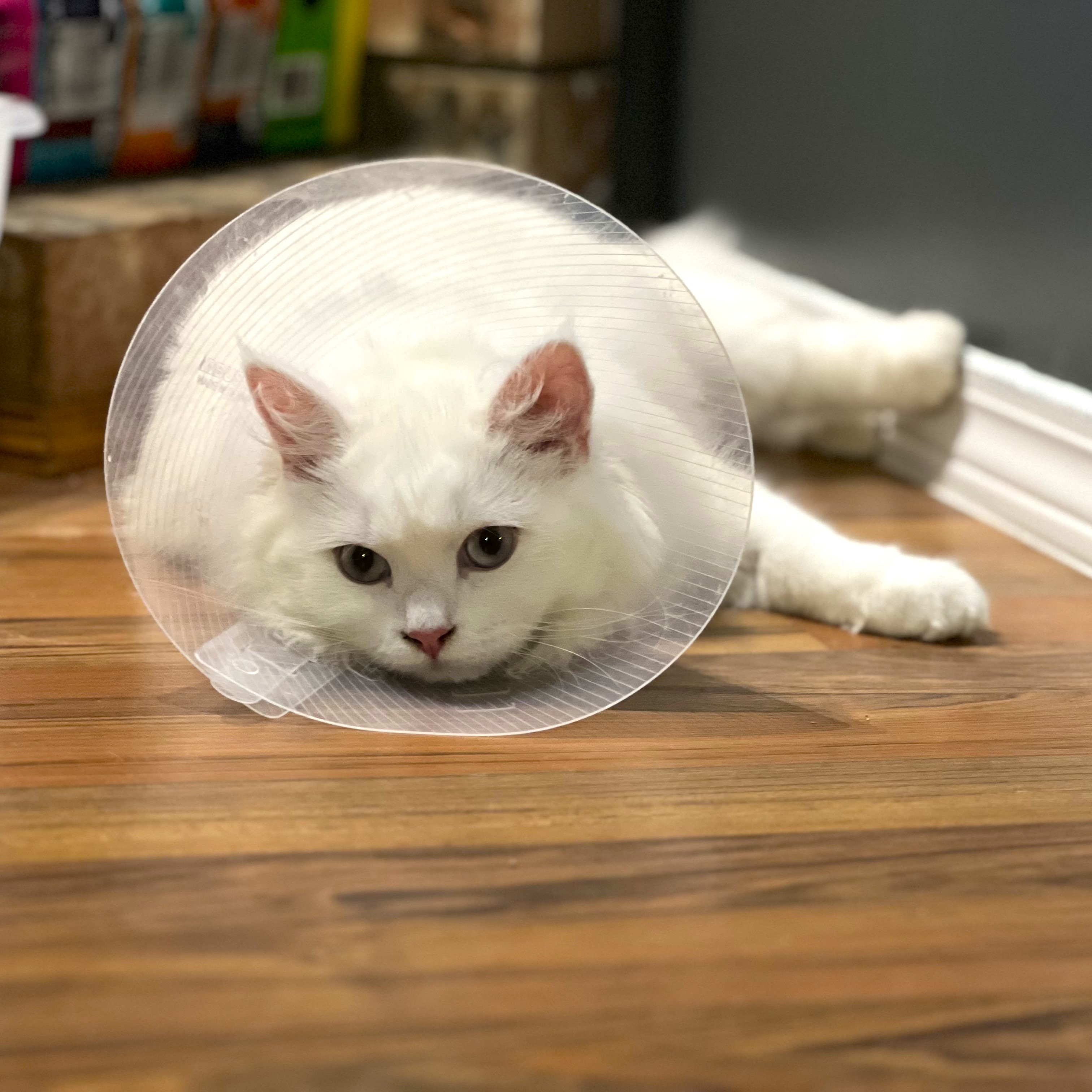 Ahri the Siberian kitten playing